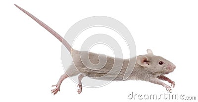 Young mouse jumping Stock Photo