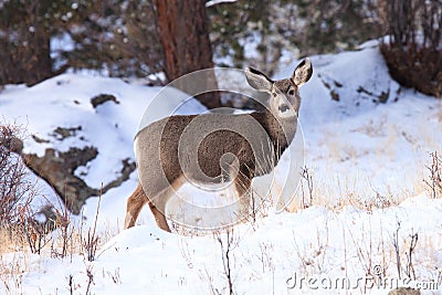 Young mule deer fawn in postcard picture Stock Photo