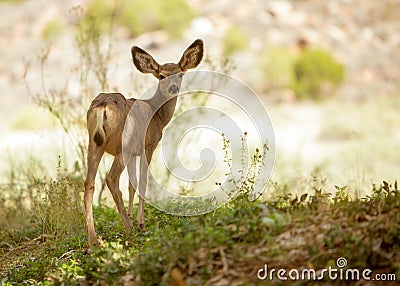 Young mule deer looking back into camera Stock Photo