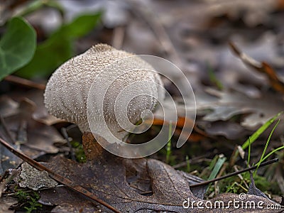 Young mushroom, Lycoperdon perlatum growing in the oak wood. Stock Photo