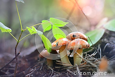 Young mushrooms in autumn morning forest Stock Photo