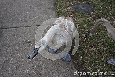 Young mute swans winter near the Wuhle River. Berlin, Germany Stock Photo