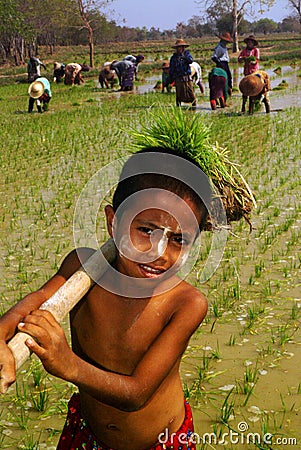 Young Myanmar farmer working in ricefield. Editorial Stock Photo