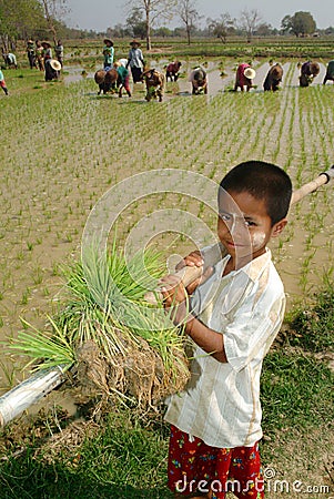 Young Myanmar farmer working in ricefield. Editorial Stock Photo