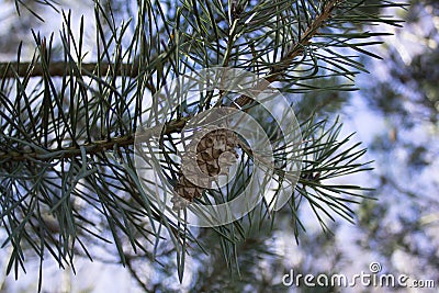 Young needles and a bump on a sprig of pine in early spring Stock Photo