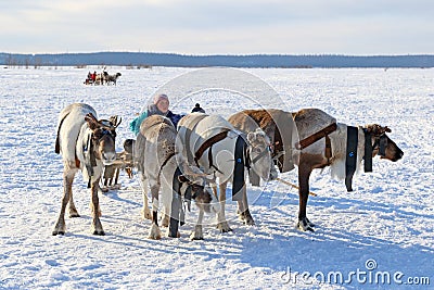A young Nenets girl drives reindeer sled Editorial Stock Photo