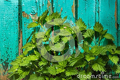 A young nettle on a background of a wooden blue fence Stock Photo