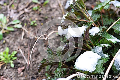 Young nettle covered with snow on blur background Stock Photo