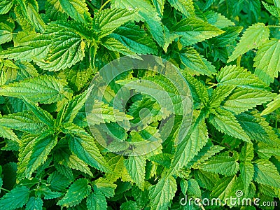 Young nettle in a forest Stock Photo