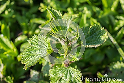 Young nettle in forest Stock Photo