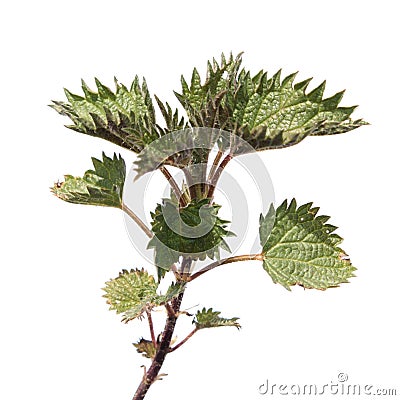 Young nettle isolated on white background Stock Photo