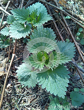 Young nettle leaves Stock Photo