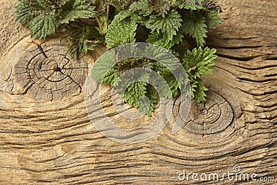 Young nettle leaves on a rustic background Stock Photo