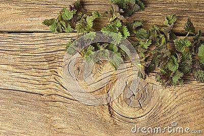 Young nettle leaves on a rustic background Stock Photo