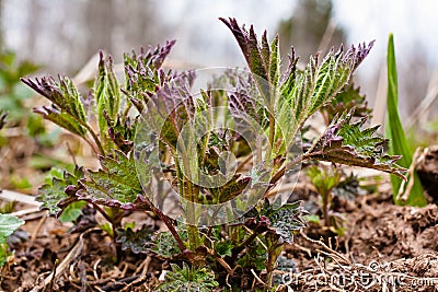 Young nettle Stock Photo