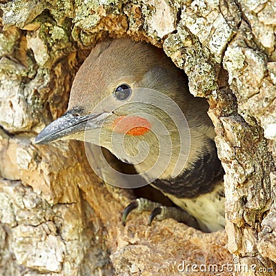 Young Northern Flicker Woodpecker Leaving Home Stock Photo