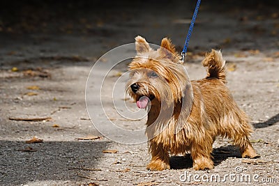 Young Norwich Terrier Stock Photo