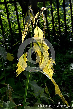 Young oak leaves glow in the sun Stock Photo