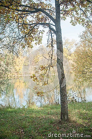 young oak tree in border river with autumnal Stock Photo