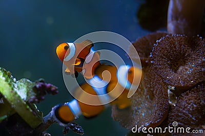 Young ocellaris clownfish, healthy and active animal in nano reef marine aquarium, popular pet on beautiful blur Stock Photo