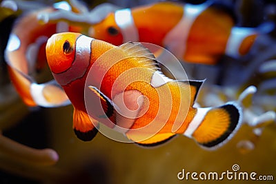 Young ocellaris clownfish play in bubble tip anemone, animal on live rock stone move tentacles in flow and protect fish Stock Photo