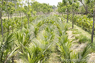 Young oil palms in reserch field Stock Photo