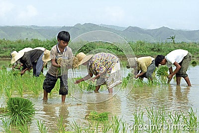 Young and old Filipinos working in a rice field Editorial Stock Photo