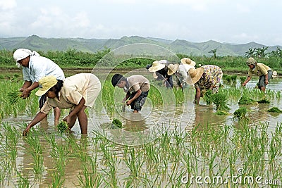 Young and old Filipinos working in a rice field Editorial Stock Photo