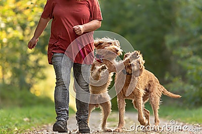 Young and old Magyar Vizsla. female dog handler is walking with her two funny and cheeky dog on the road in a forest Stock Photo