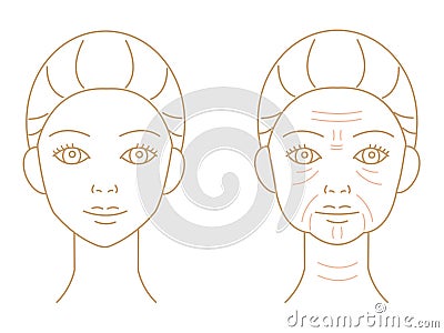 Young and old wrinkled skin of woman face. Before and after skin care concept Vector Illustration