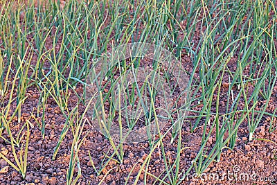 Young onion seedlings growing in soil outdoors in the garden. Selective focus Stock Photo