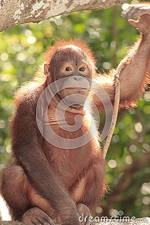 Young Orang-Utan Stock Photo