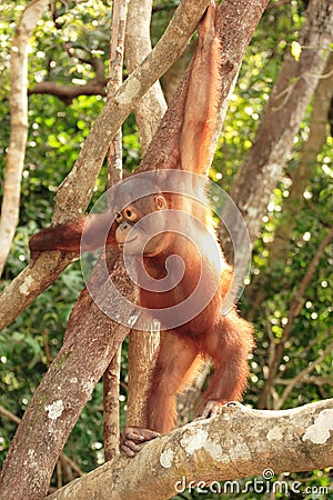 Young Orang-Utan Stock Photo