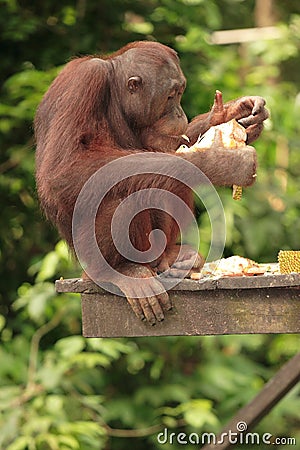 Young Orang-Utan eating Stock Photo