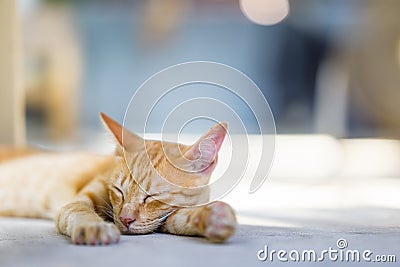 Kitten is sleeping during a peaceful afternoon Stock Photo