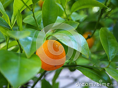 Young orange mandarin fruit Citrus reticulata growing among the green leaves of the tree branch Stock Photo