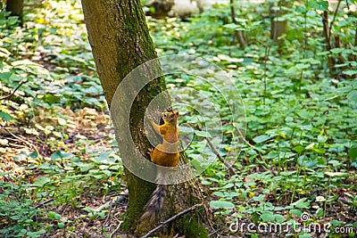 Young orange squirrel with a striped tail sitting on tree Stock Photo