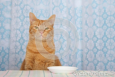 young orange tabby cat sitting at kitchen counter with white plate Stock Photo