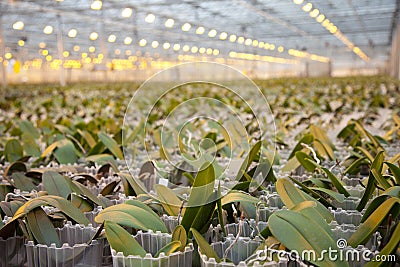 Young orchid plants in glass house Stock Photo