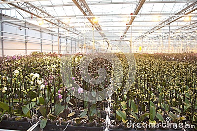 Young orchid plants in glass house Stock Photo