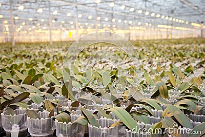 Young orchid plants in huge glass house Stock Photo