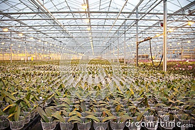 Young orchid plants in huge glass house Stock Photo