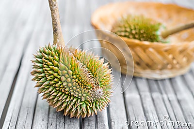 Young organic Durian Stock Photo