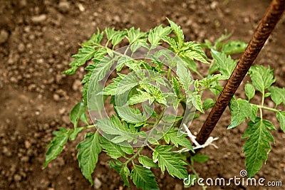 Young organic tomato seedlings grow in the ground. Tomato plants in the garden Stock Photo