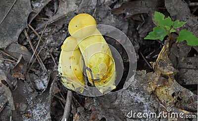 Young Ornate-stalked or Goldstalk Bolete Mushrooms Stock Photo