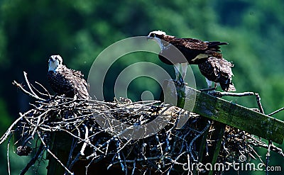 Young osprey chicks in the nest waiting for an adult to return. Stock Photo