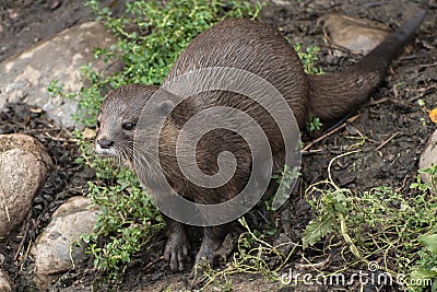 Young otter posing Stock Photo