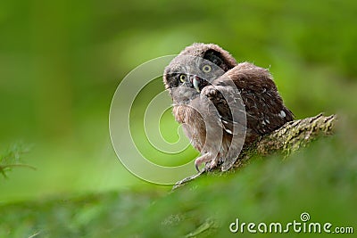 Young owl in forest. Owl in green vegetation habitat. Boreal owl, Aegolius funereus, sitting on larch tree trunk with clear green Stock Photo