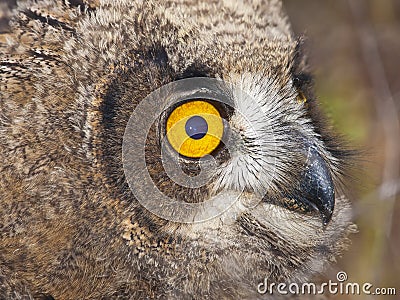 Young owl Stock Photo