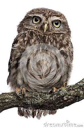 Young owl perching on branch Stock Photo